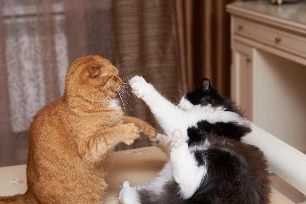 Cats-fighting-on-a-bed