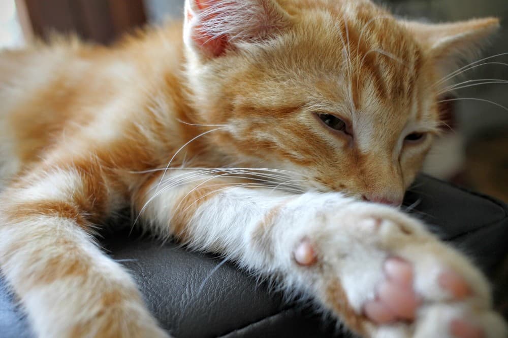 vets-now-cat-heat-stroke