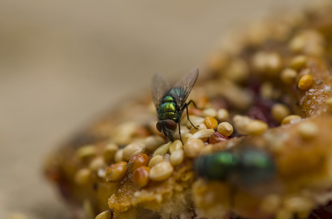 common-green-bottle-fly-2665316_1280