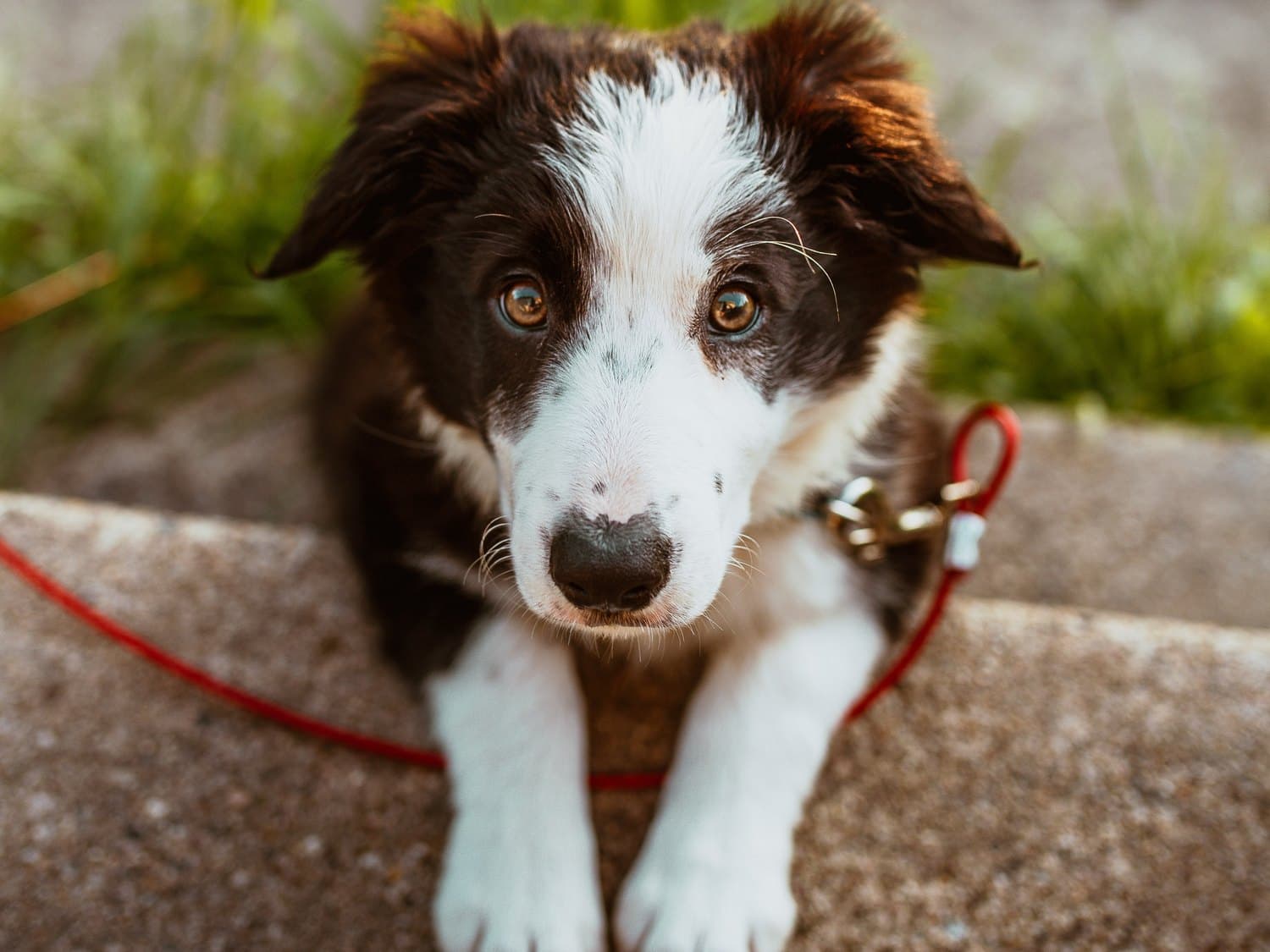 photo-of-white-and-brown-coated-dog-2820134