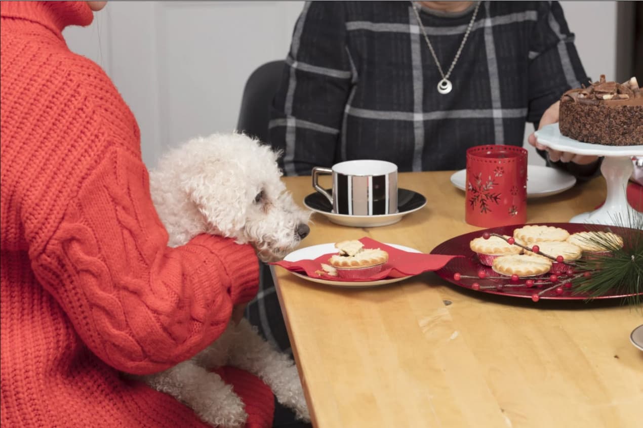 Dog staring at chocolate mince pies