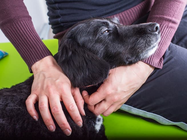 Old dog being petted by owner