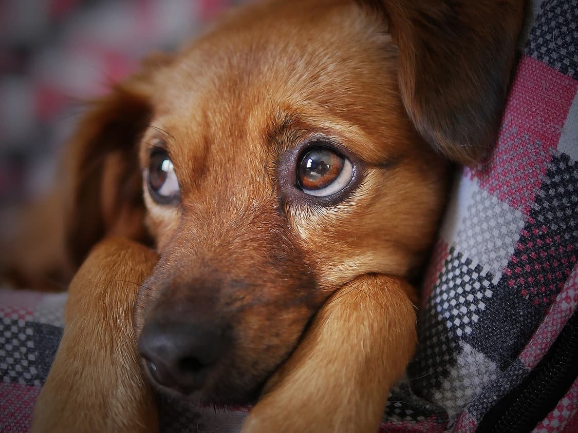 puppy strangles image for vets now