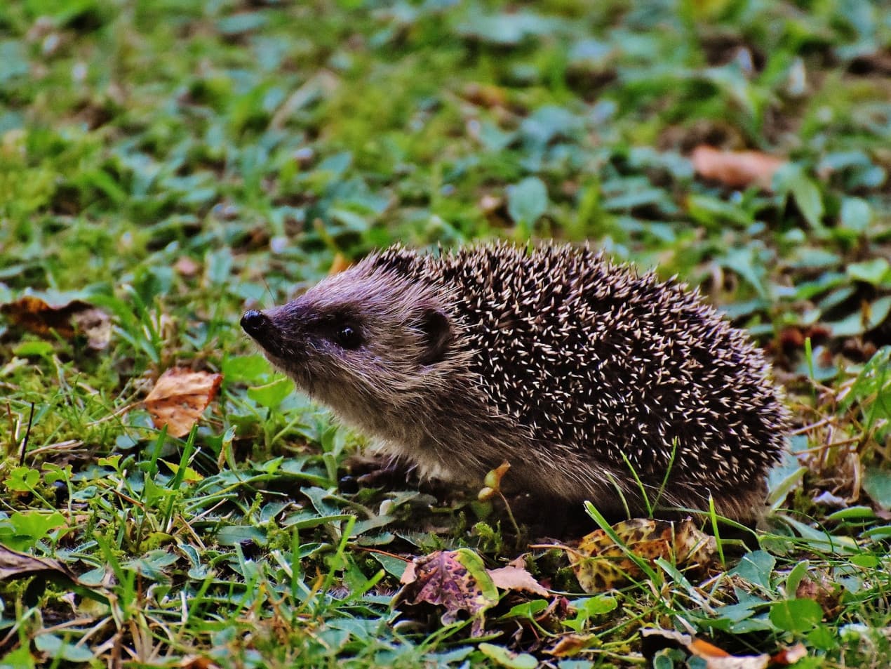 Hedgehog - injured hedgehog hero