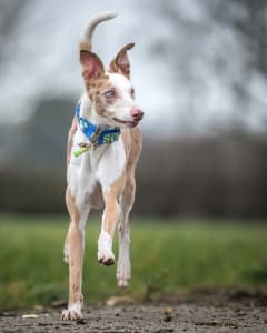 Meet our 2023 Pet of the Year, Belle the staffie – body