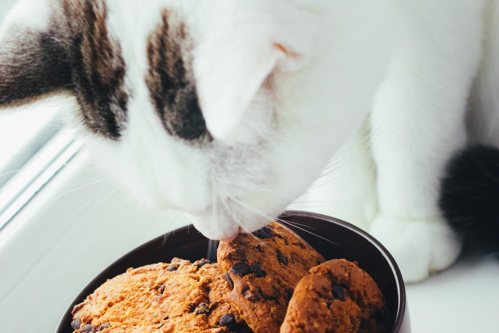 Can cats eat chocolate - cat sniffing chocolate chip cookies