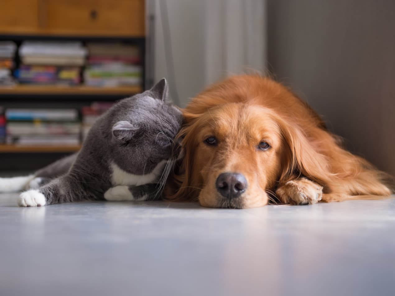 Transporting your pet in an emergency - hero