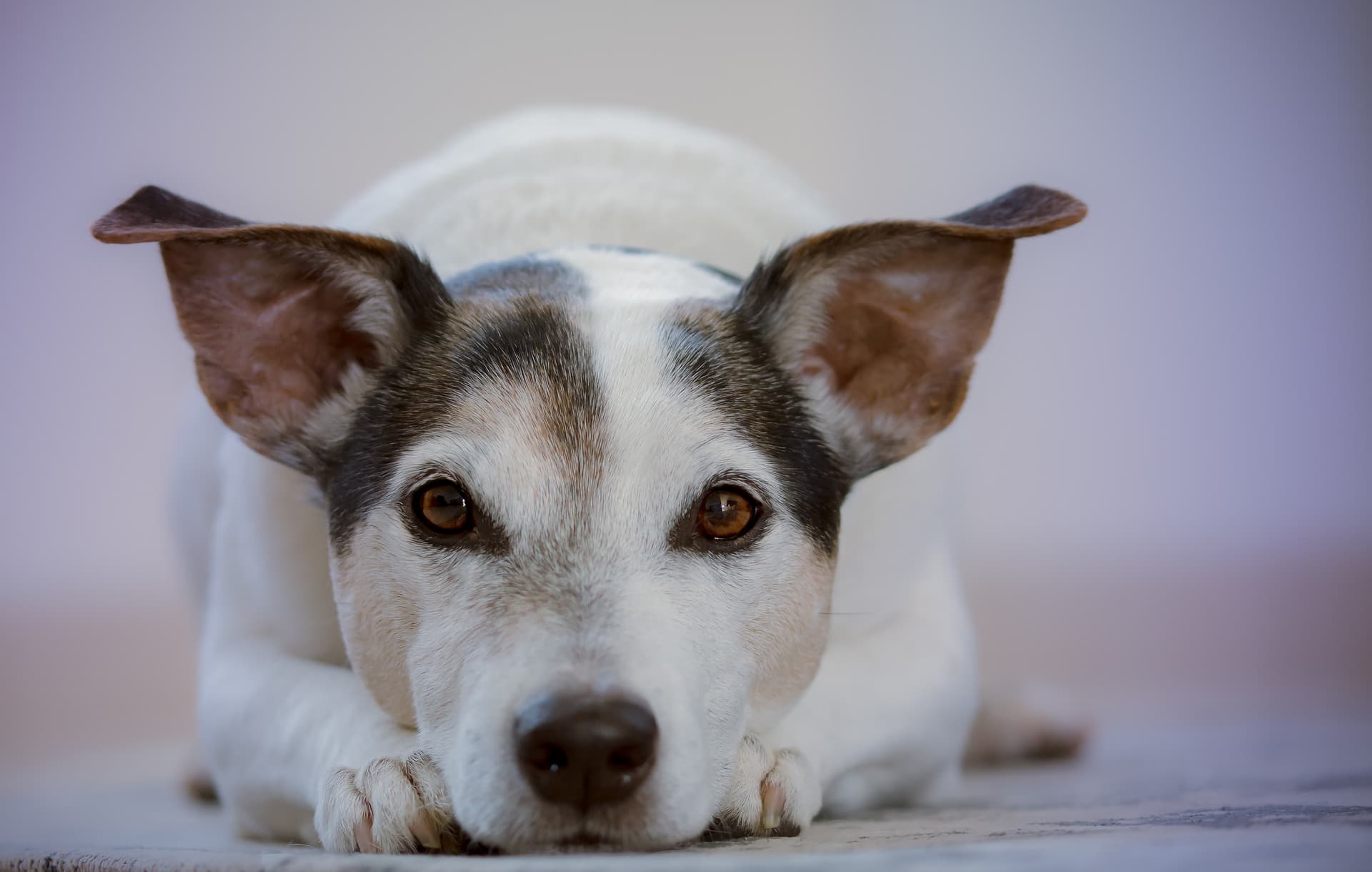 dog broken nail advice