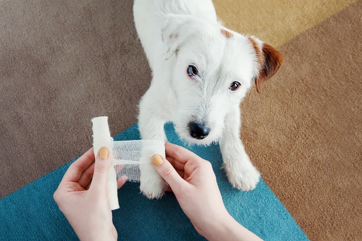 terrier and bandage