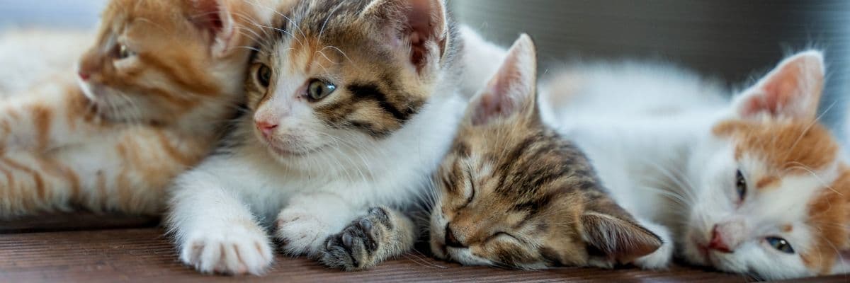 four_kittens_banner