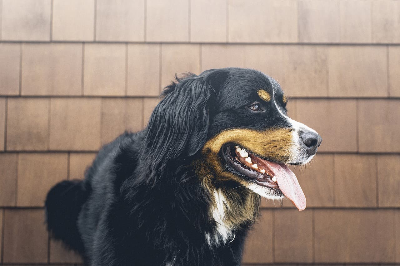 animal-1837003_1280