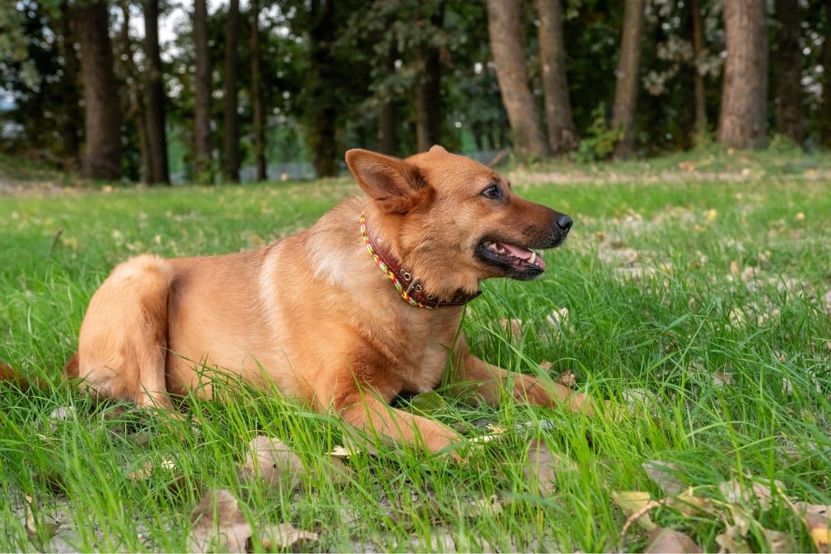 dog-autumn-park