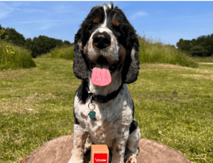 Meet our Pet of the Year 2024 winner, Morgan! – body