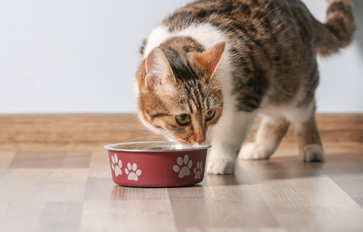 Can cats eat dog food - featured