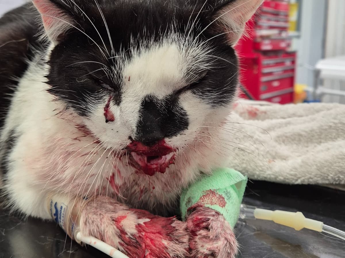 From near death to recovery: Saving Gus after a serious… – body
