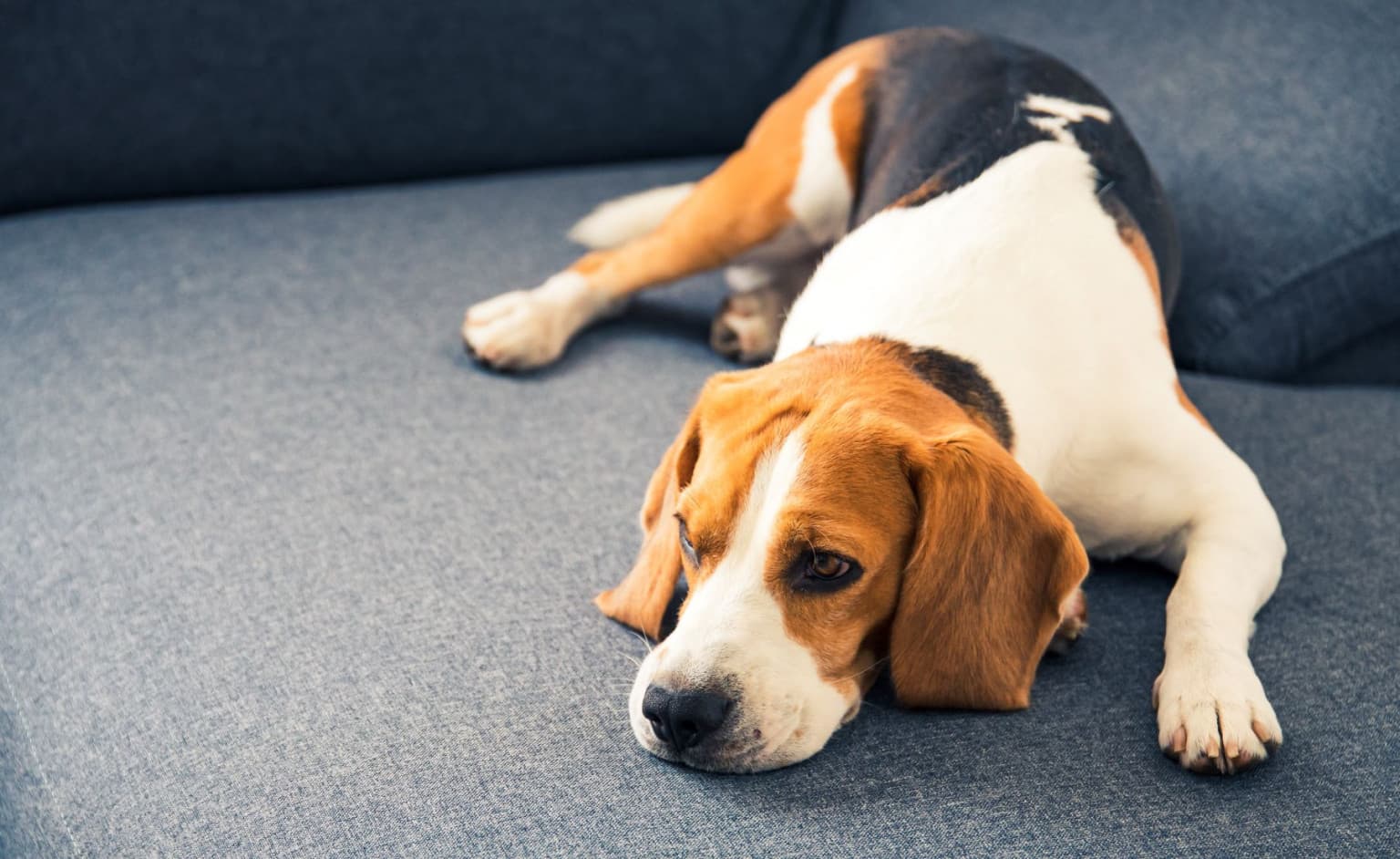 sleepy-dog_small-1536x942