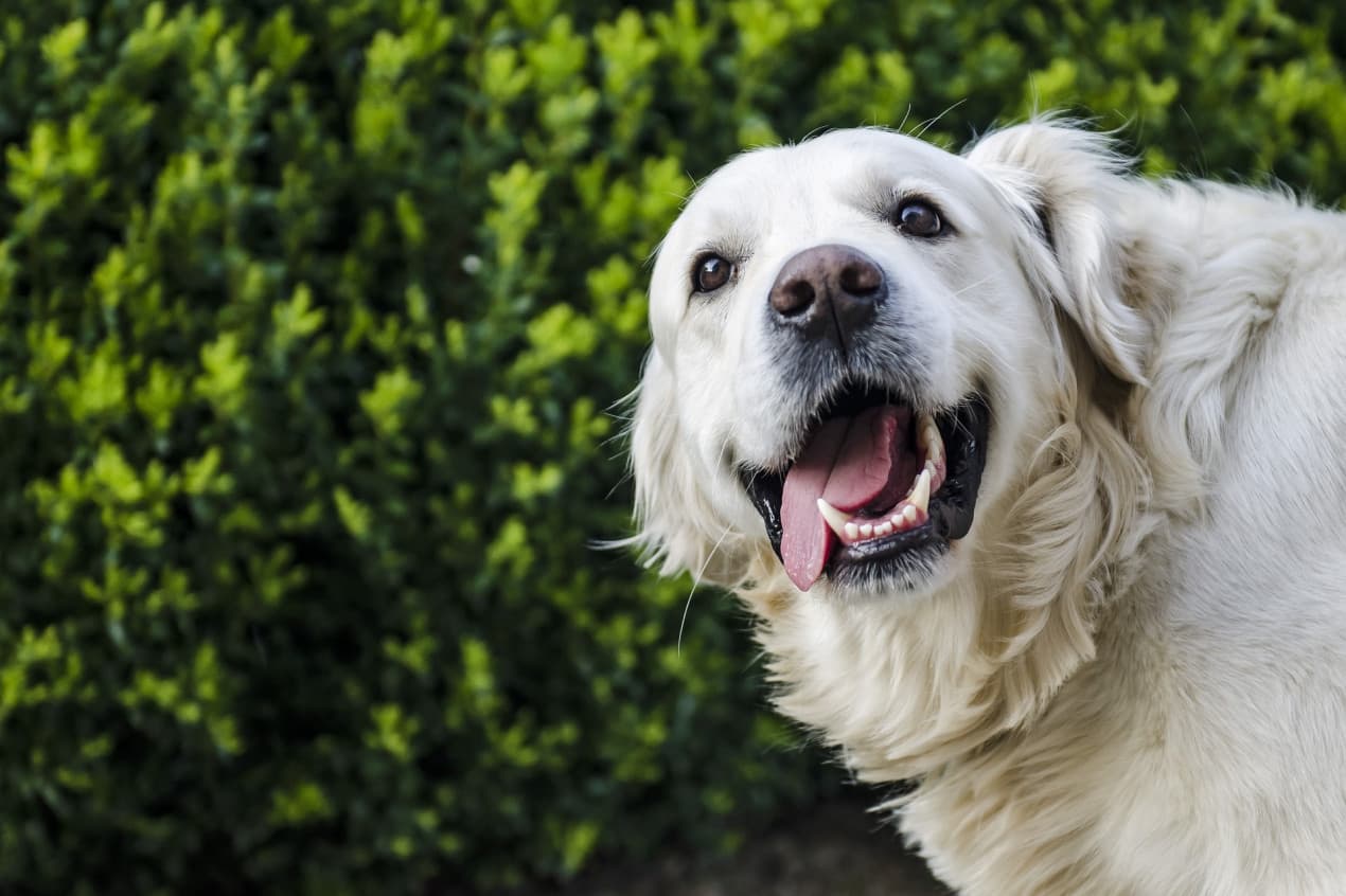 Pale gums in dogs hero - dog outdoors