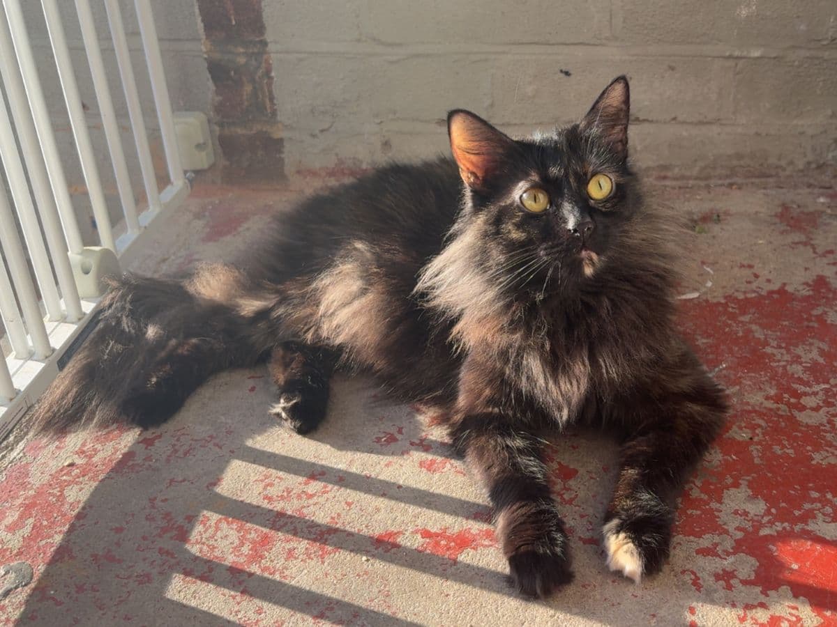 Critically Ill Cat Saved by an Unlikely Blood Donor – a Dog… – hero
