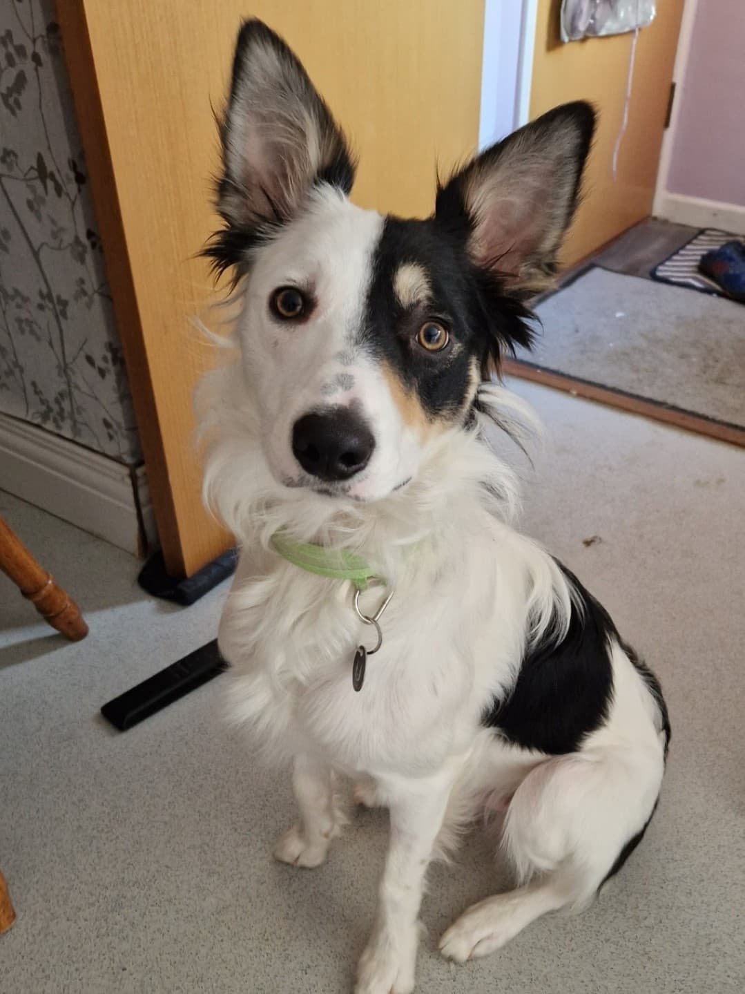 Discover how a doorbell camera and Vets Now saved Cody’s… – body