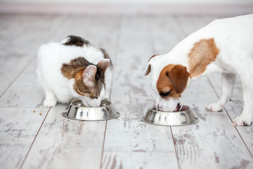 Can dogs eat cat food