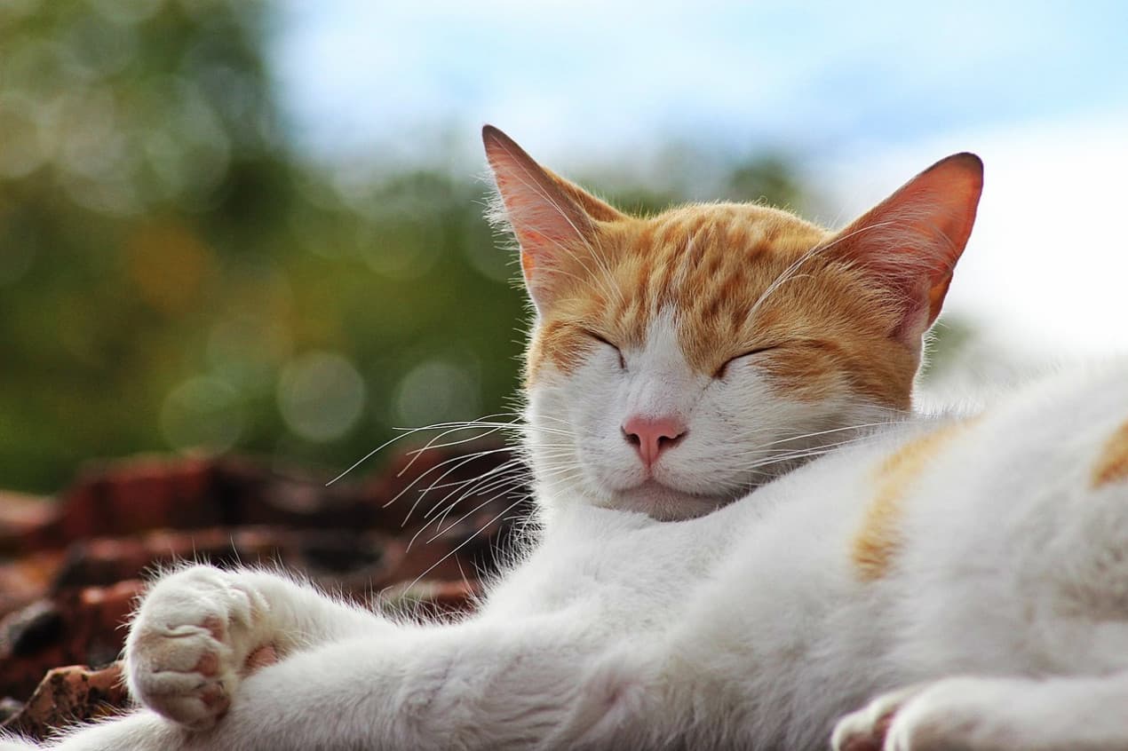 vets-now-cats-sun-1270x846
