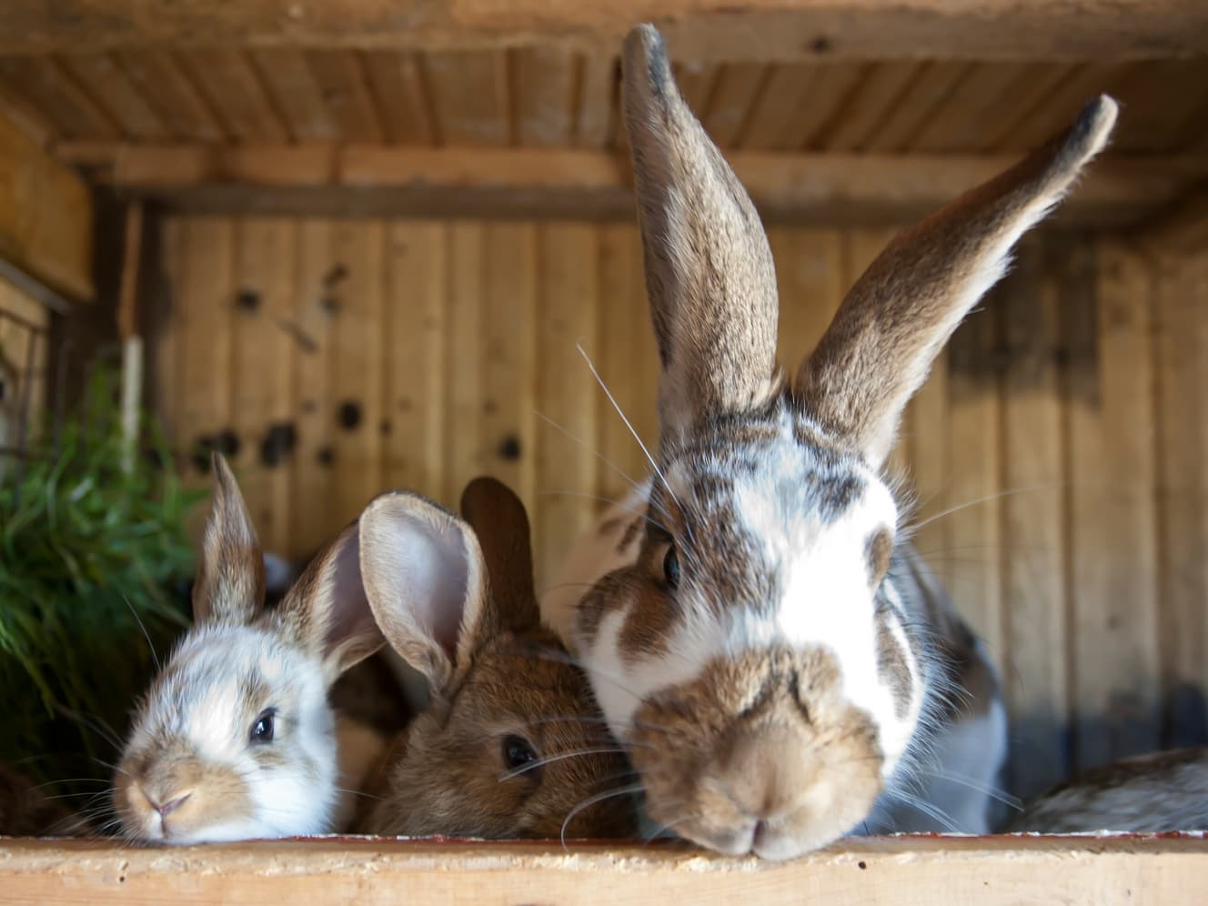 Three rabbits peering over a wooden ledge inside a hutch