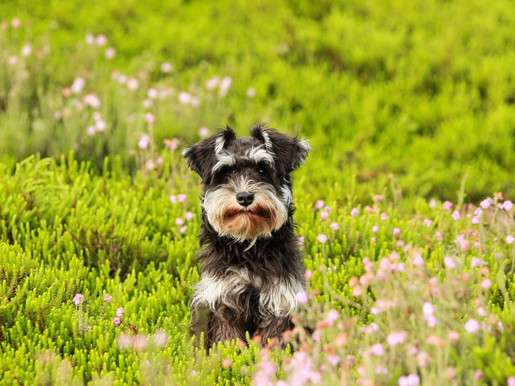 dog-meadow-1