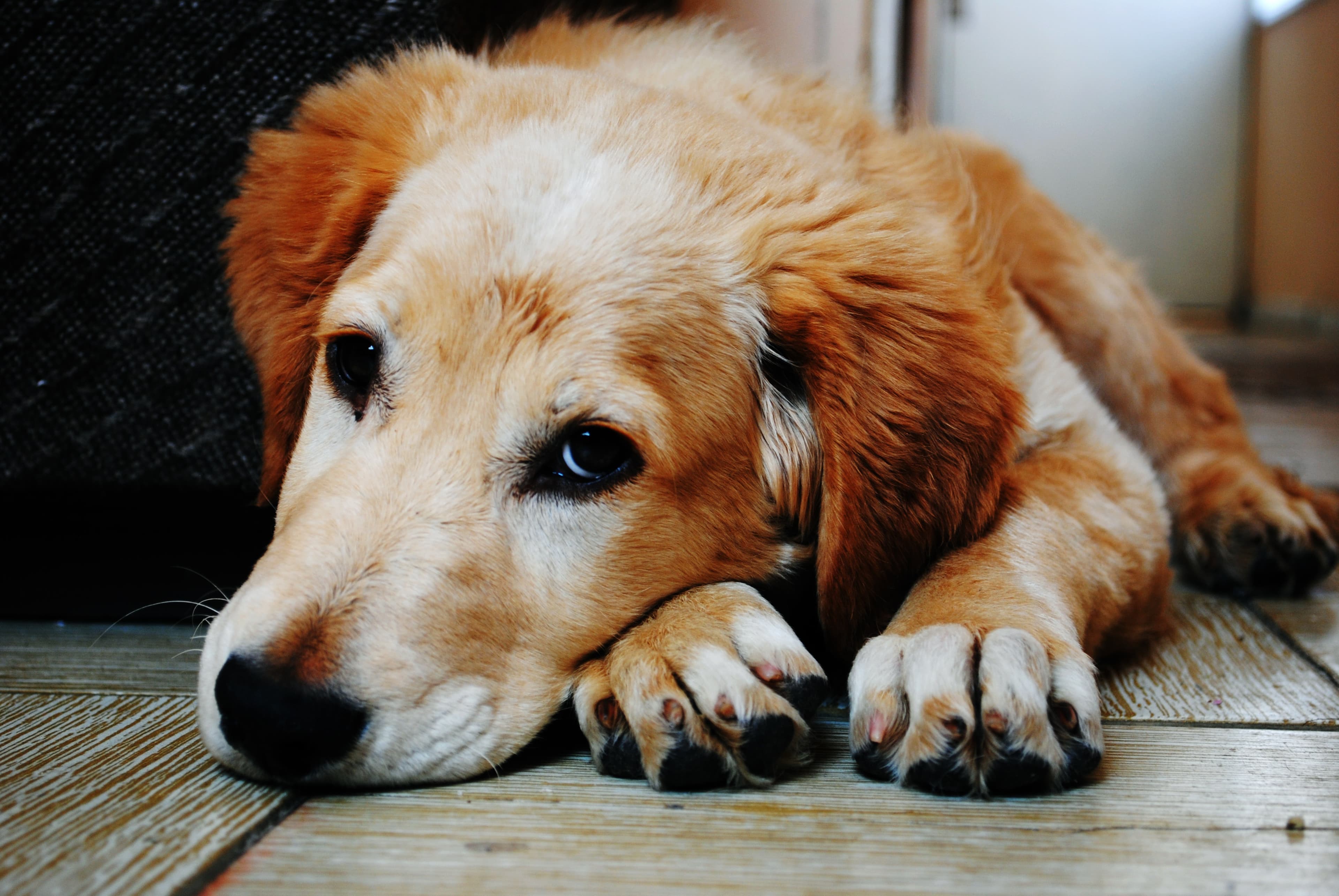 Constipation in dogs advice