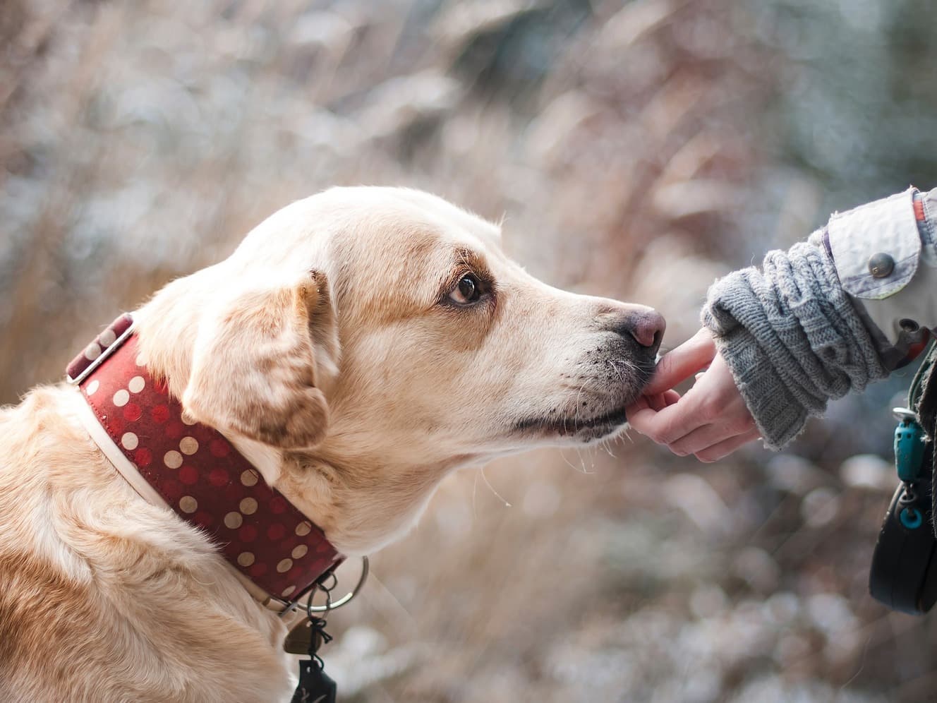 Labrador and owner – xylitol poisoning