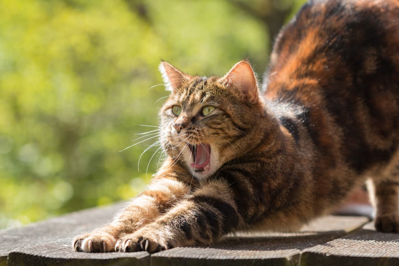 cat-814952_1920-1270x847