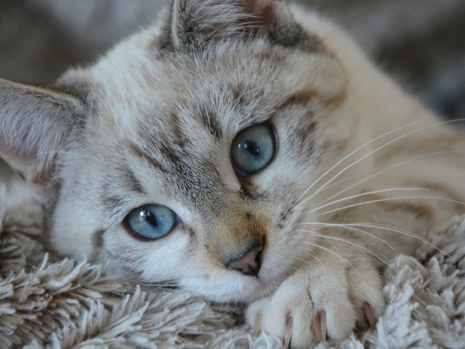 cat