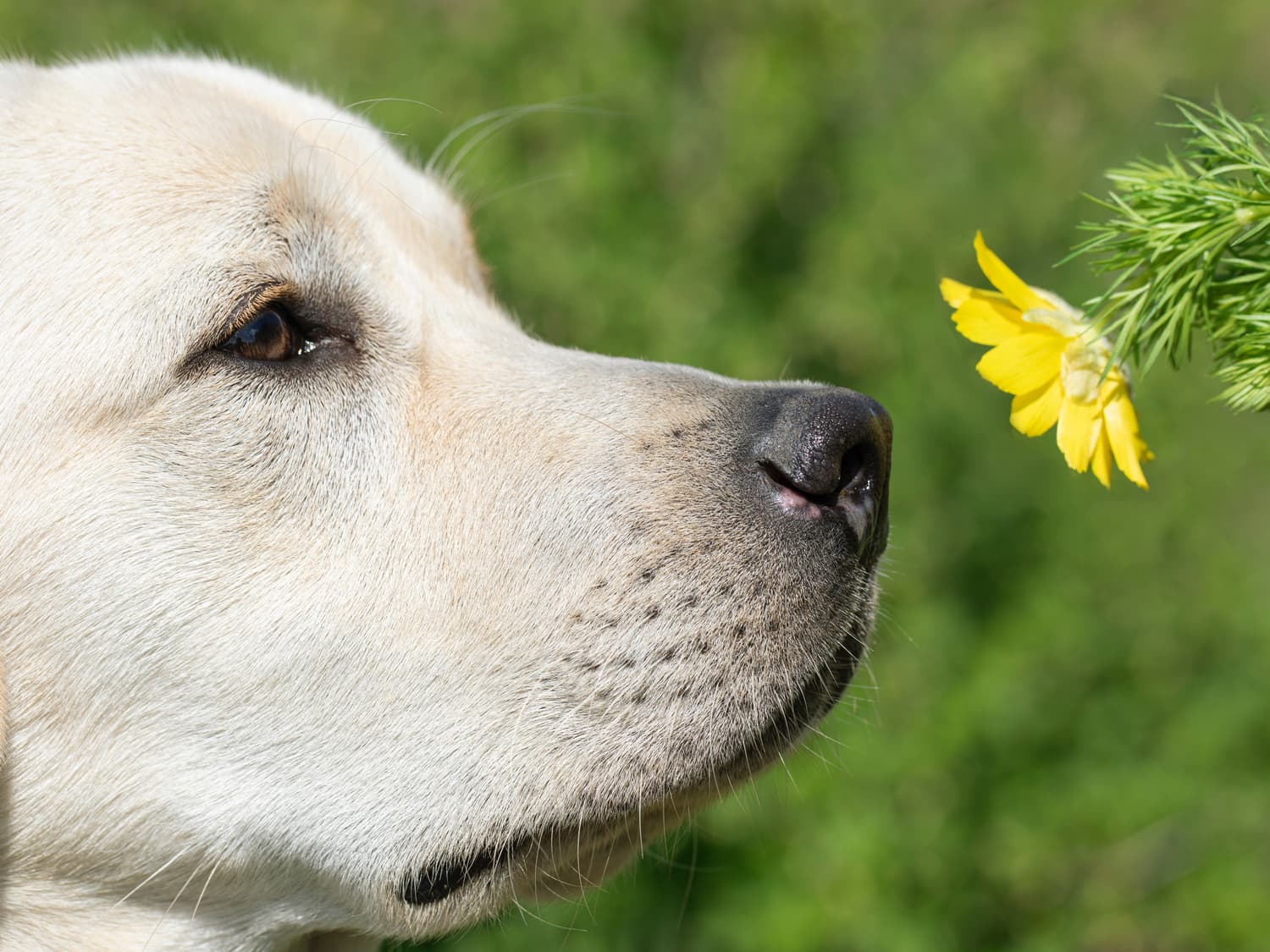 dog-keeps-sneezing-1