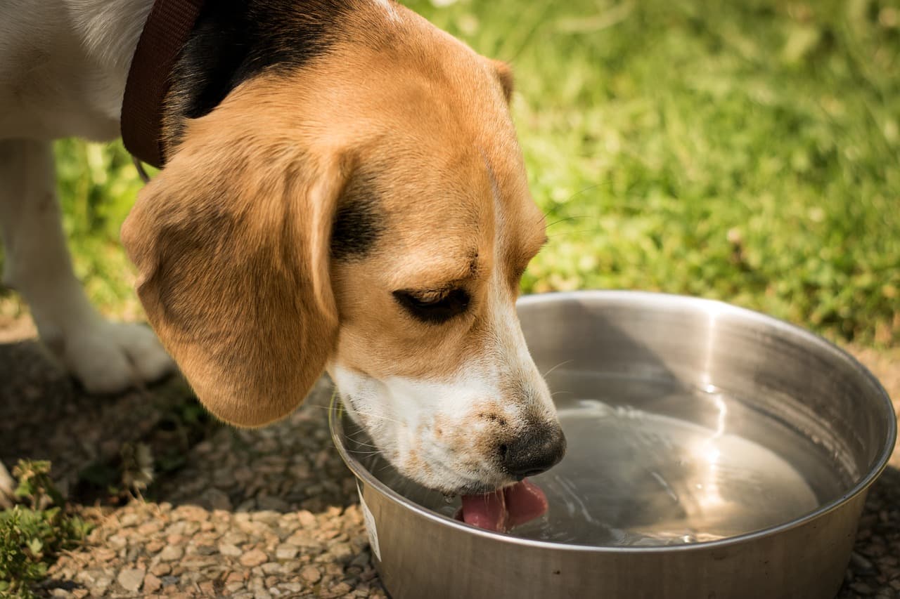 Beagle drinking water