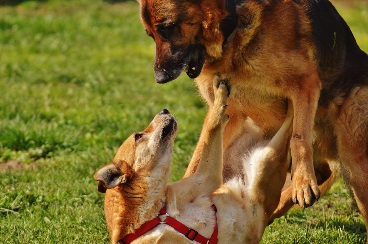Dogs involved in a fight