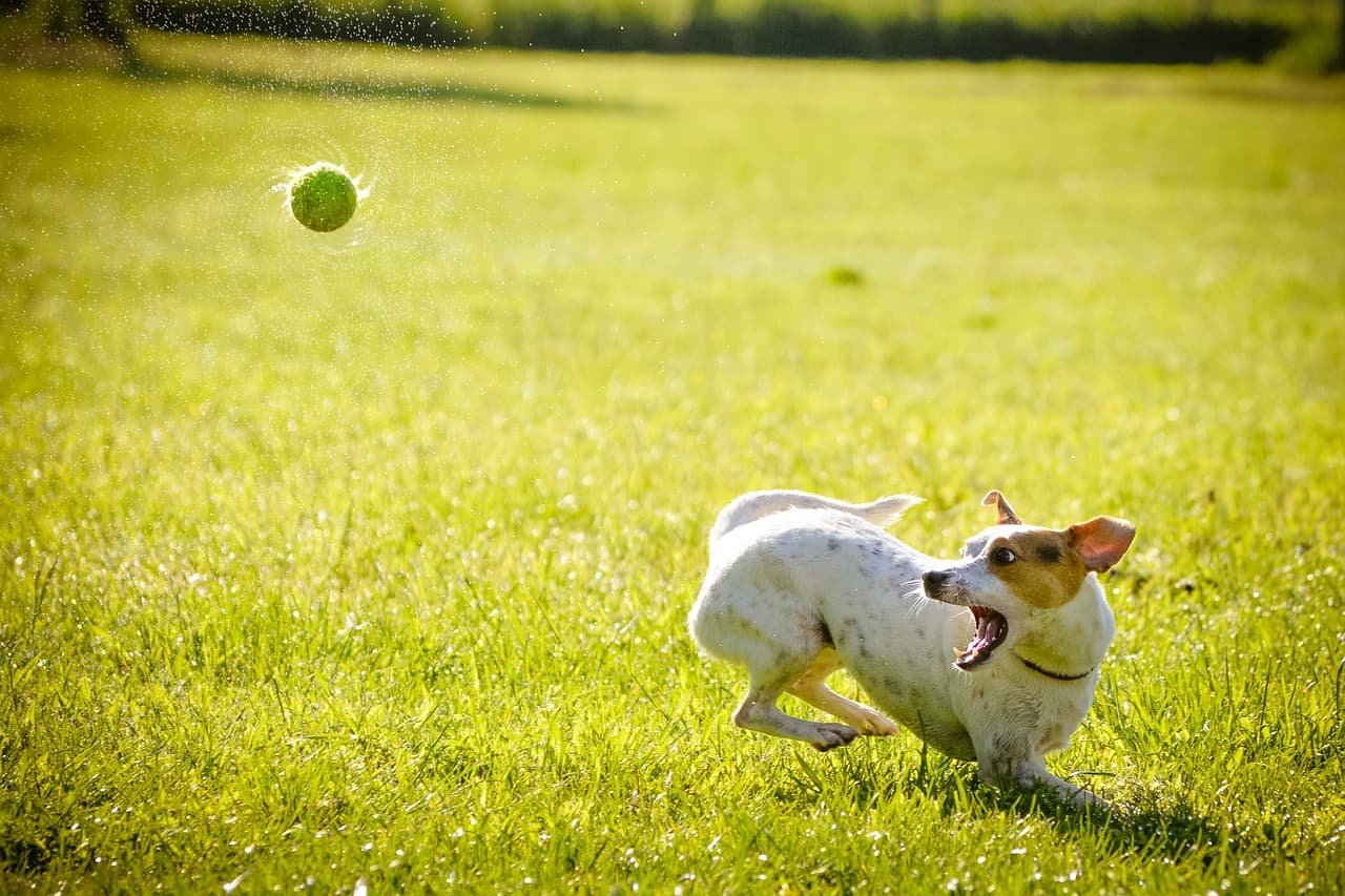 vets-now-dog-jack-russell-midday-heat