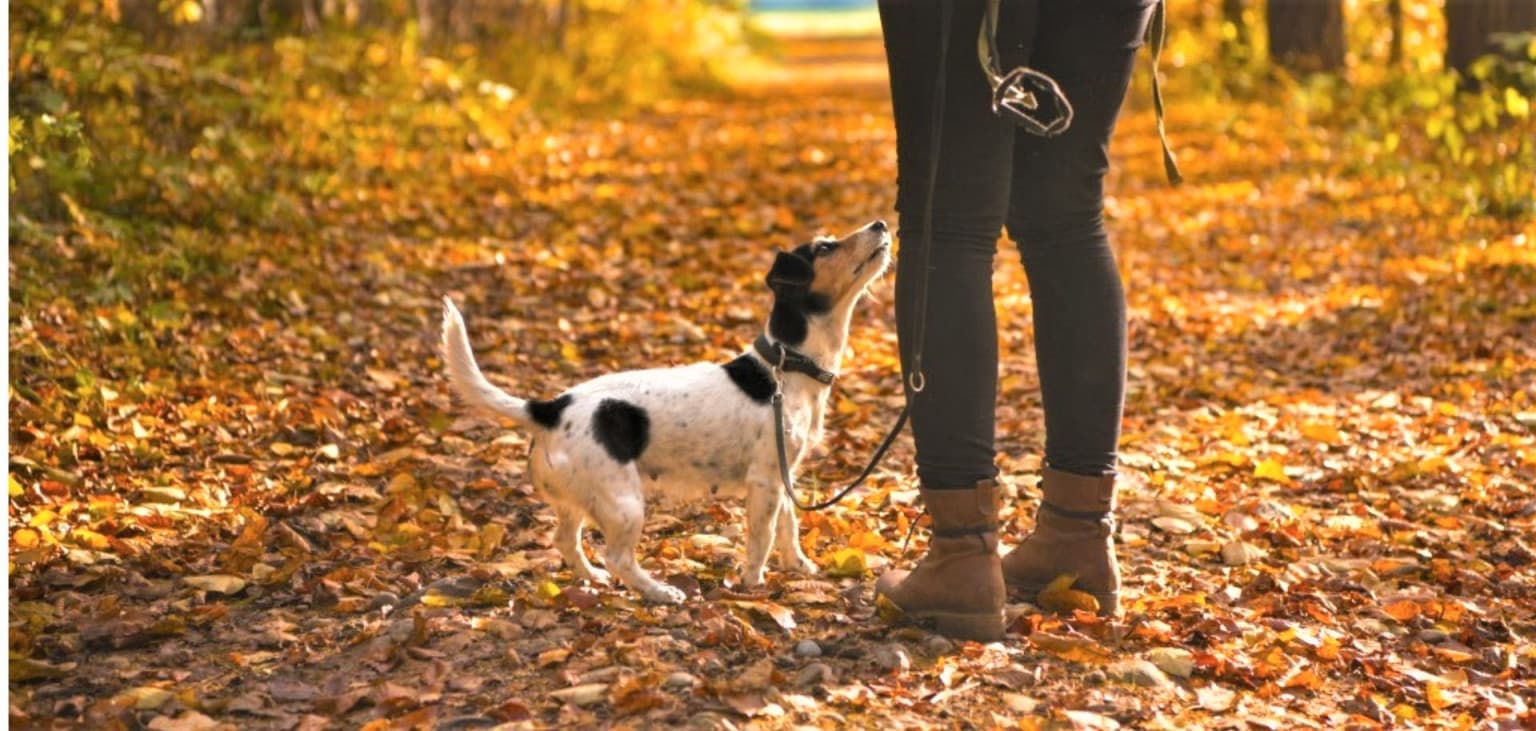 Conkers and dogs – hero