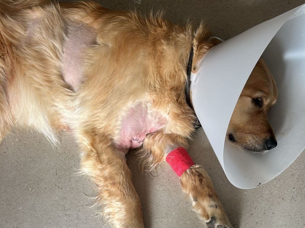How an evening walk nearly cost my Golden Retriever his life – body