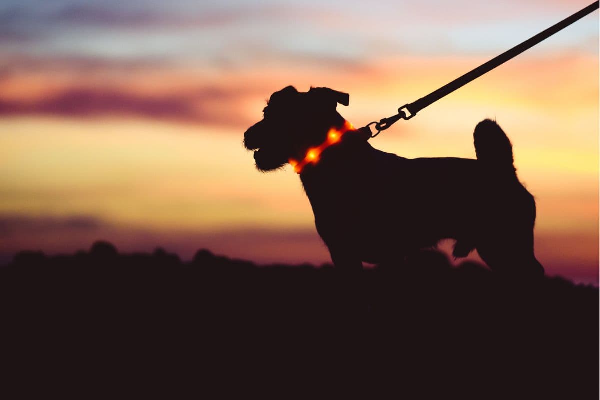 dog-led-collar