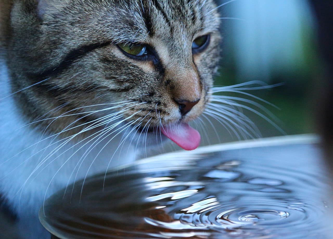 vets-now-cats-water-drinking