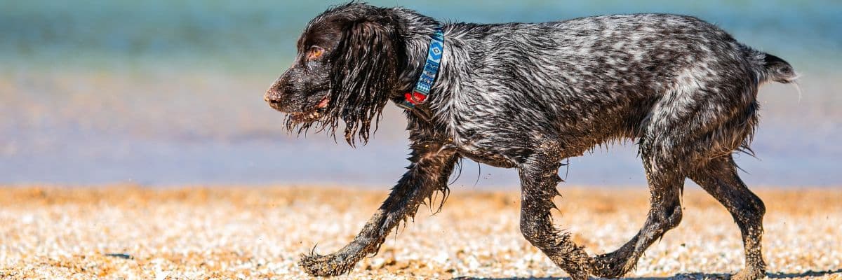 Cocker spaniel on beach - palm oil hero