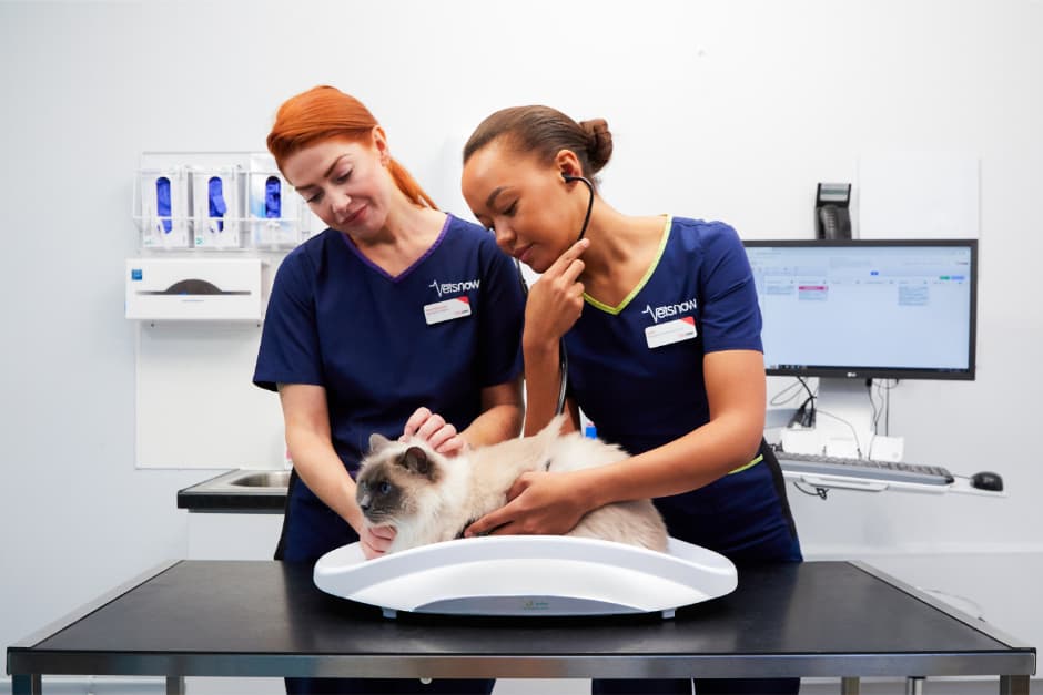 vet cat scales