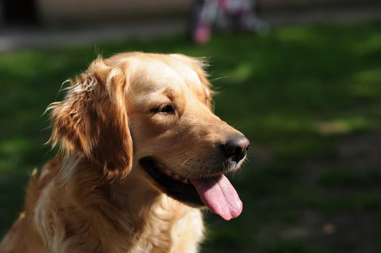 Golden retriever - dog home health check