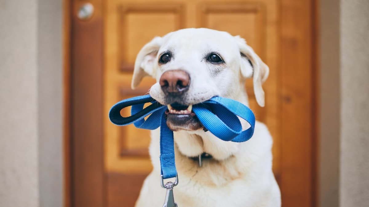 5 ways clocks changing might impact your dog – body