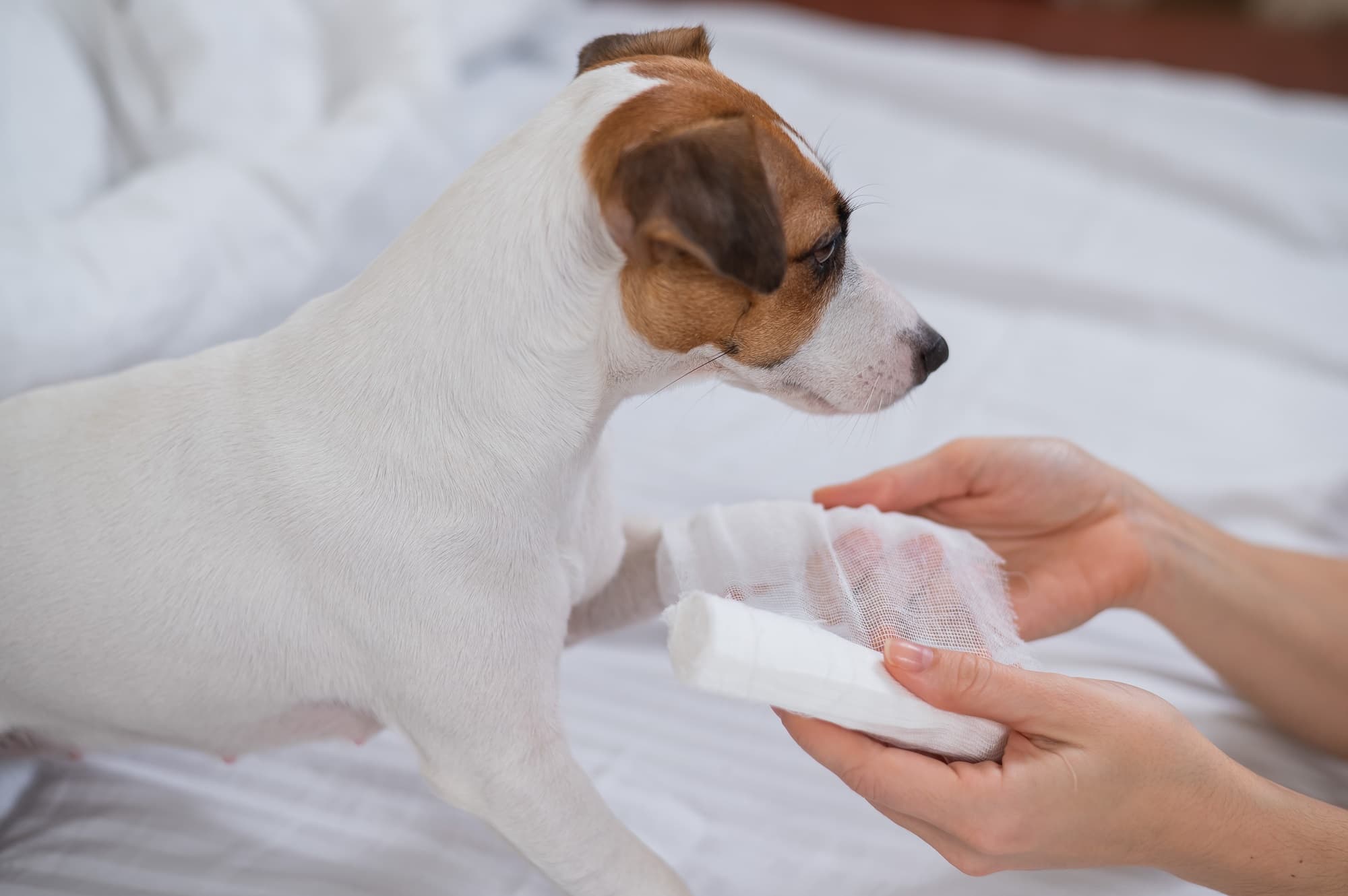 first-aid-pet-burns