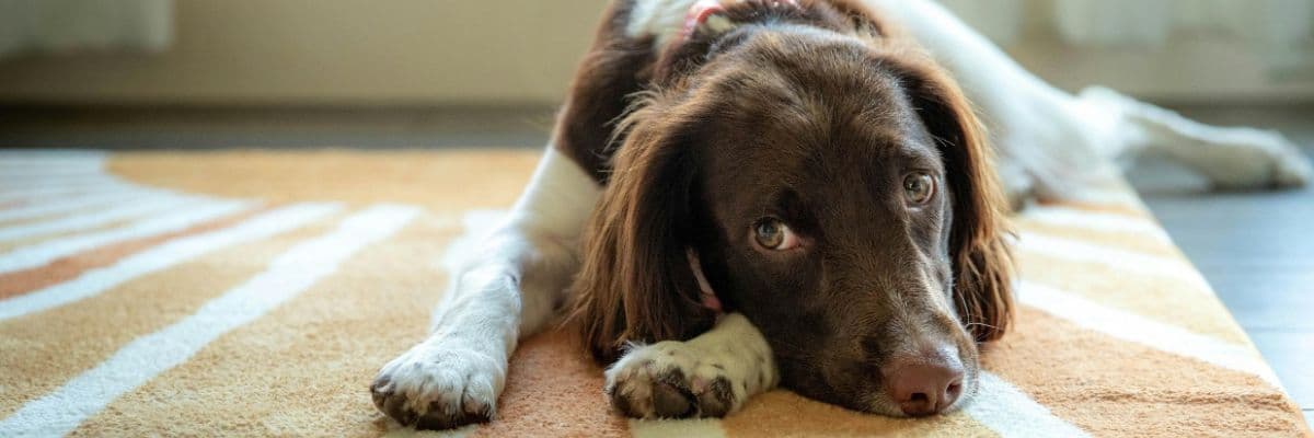 dog_on_rug