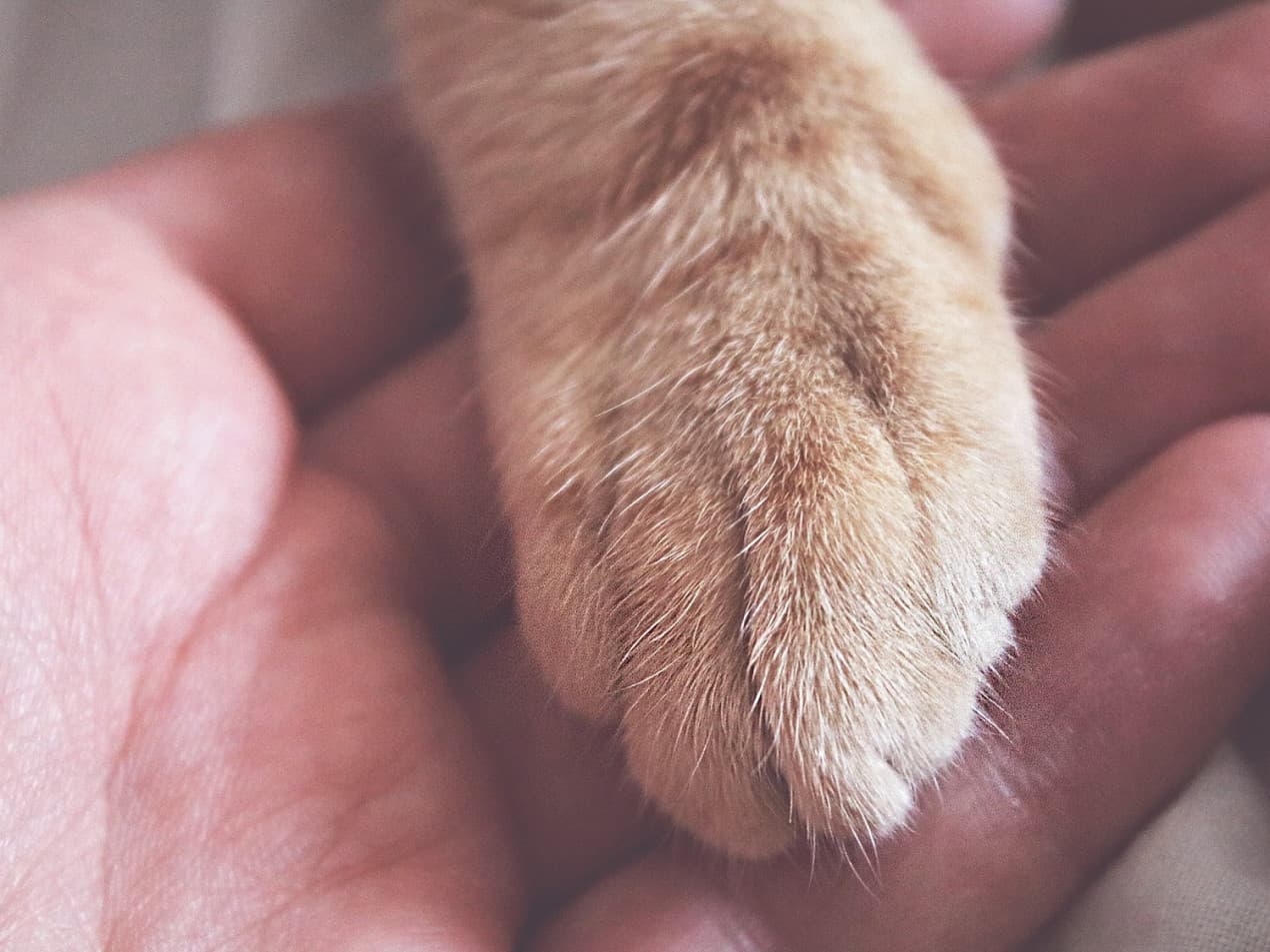 paw-3695027_1920-1-1270x953