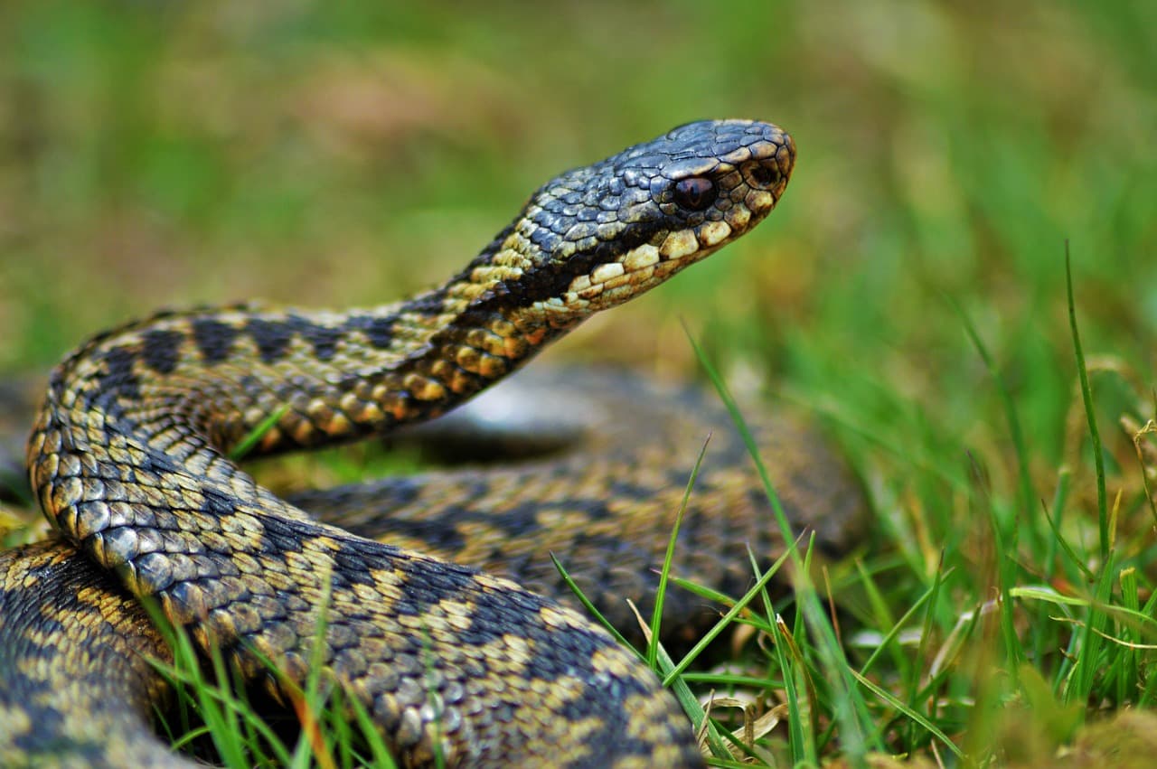 Adder bites dogs - inline