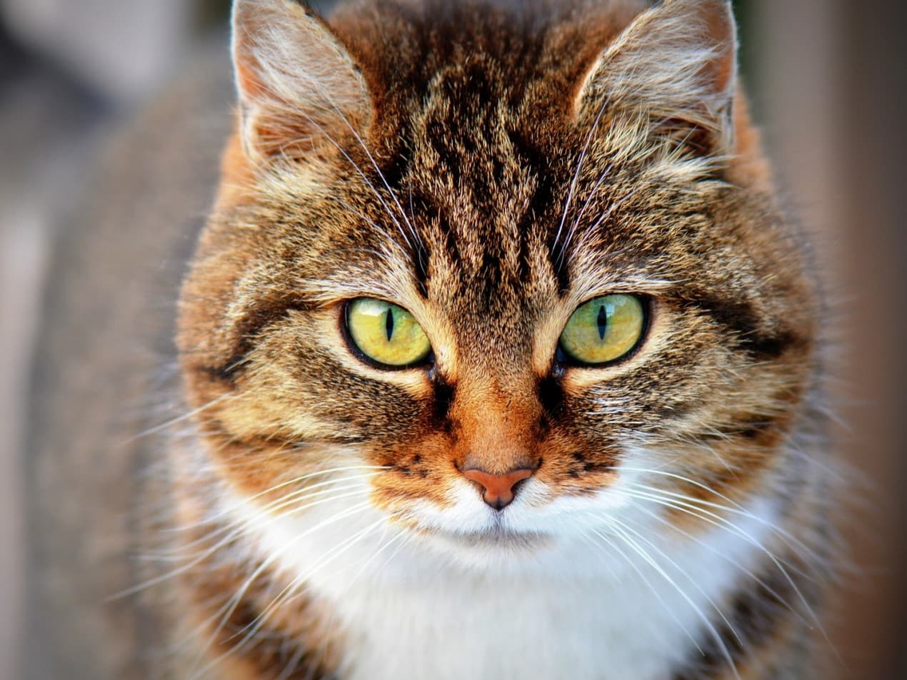 cat-eyes-1270x953
