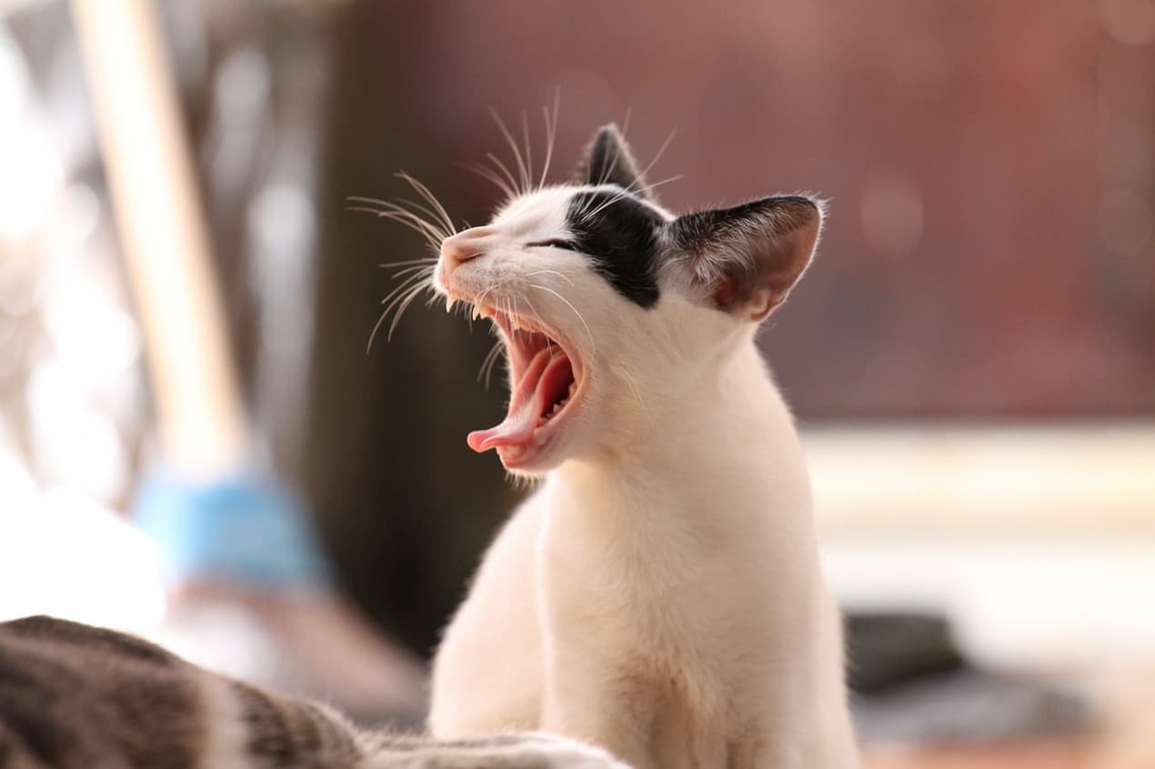 Choking-cat-1270x846