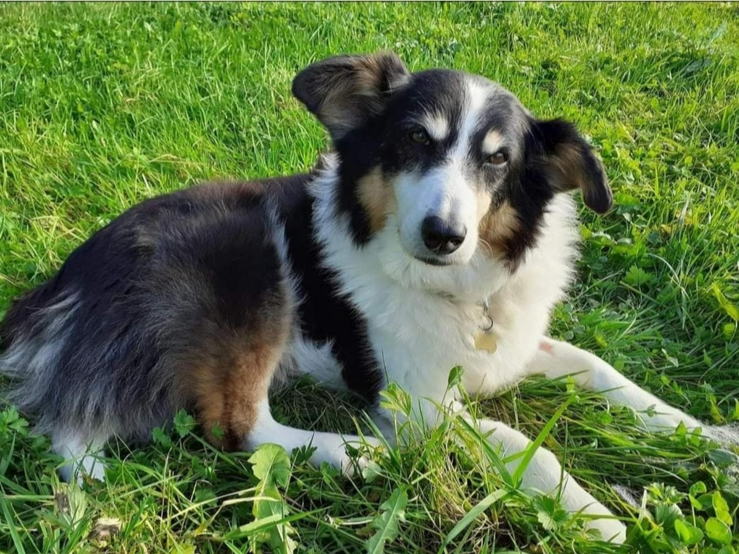 Support dog Matilda named as Vets Now Pet of the Year 2022… – body
